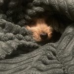 София Озорнина